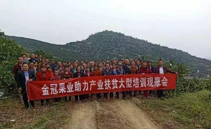 慈利柑橘产业新篇章,最新消息揭示繁荣趋势